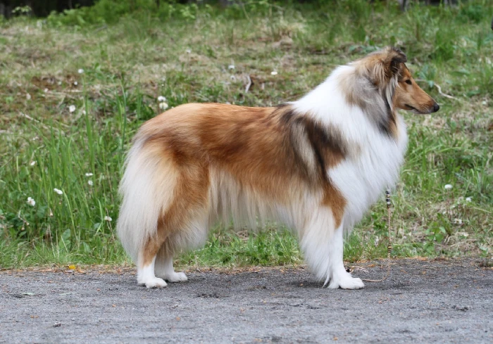 Pitkäkarvainen collie, Bin Way's Behold Magnificent Melody