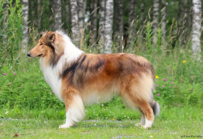 Pitkäkarvainen collie, Irokon Tipped for the Top